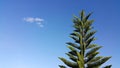 Pine tree on blue sky with clound