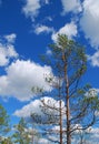 Pine tree, blue sky, white clouds Royalty Free Stock Photo