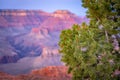 Pine tree in Grand Canyon National Park, Arizona, USA Royalty Free Stock Photo