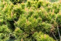 Pine tree bonsai close up Royalty Free Stock Photo