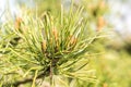 Pine tree bonsai close up Royalty Free Stock Photo