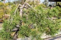 Pine tree bonsai close up Royalty Free Stock Photo