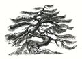 Pine tree. Bonsai with large branches. Royalty Free Stock Photo