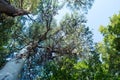 Pine tree bottom view, branches. Forest