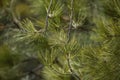 Pine tree boughs from a pine tree Royalty Free Stock Photo
