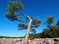 Pine Tree in Boulder Field