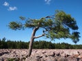 Pine Tree in Boulder Field