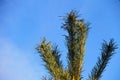 Pine tree branch against blue sky Royalty Free Stock Photo