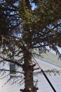 Pine tree branch in process of being cut Royalty Free Stock Photo