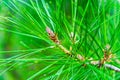 Pine Tree Branch with Bright Green Needles Close Up Royalty Free Stock Photo