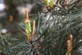 Pine tree branch, buds and cones, copyspace Royalty Free Stock Photo