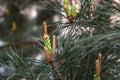 Pine tree branch, buds and cones, copyspace Royalty Free Stock Photo