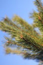 Pine tree branch Royalty Free Stock Photo