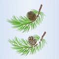 Pine Tree Branch And Pine Cone Autumnal And Winter Snowy Natural On Blue Background Vintage Vector Illustration Editable