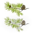Pine tree Branch and pine cone autumnal and winter snowy vintage natural background vector illustration editable