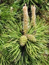 Pine tree branch with cone, Lithuania Royalty Free Stock Photo