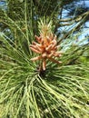 Pine tree branch with cone, Lithuania Royalty Free Stock Photo