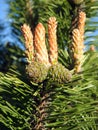 Pine tree branch with cone, Lithuania Royalty Free Stock Photo