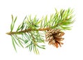 Pine tree branch with cone. Watercolor