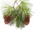 Pine Tree Branch And Cones Royalty Free Stock Photo