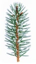 Pine Tree Branch Covered in Frost Against a Clean White Background Vertical Royalty Free Stock Photo