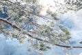 Pine tree branch covered by frost in freezing cold weather Royalty Free Stock Photo