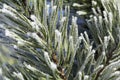 Pine-tree branch covered with frost Royalty Free Stock Photo