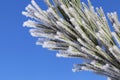 Pine-tree branch covered with frost Royalty Free Stock Photo