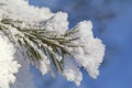 Pine-tree branch covered with frost Royalty Free Stock Photo