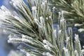 Pine-tree branch covered with frost Royalty Free Stock Photo