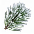 Pine Tree Branch Covered in Frost on White Background in Studio Lighting Royalty Free Stock Photo