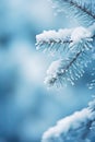 Snow-covered Pine Branch Royalty Free Stock Photo