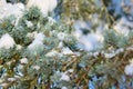 Pine tree branch covered by snow