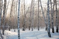 Pine tree branch covered with snow / winter Royalty Free Stock Photo