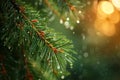 Pine tree branch with dew, International Day of Forests Royalty Free Stock Photo