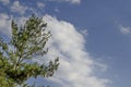 Pine tree branch with differing new and old tip and strobile in early summer, district Drujba