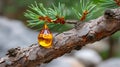 Pine tree branch dripping golden resin sap Royalty Free Stock Photo