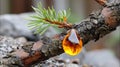 Pine tree branch dripping golden resin sap Royalty Free Stock Photo
