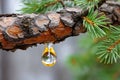 Pine tree branch dripping golden resin sap Royalty Free Stock Photo