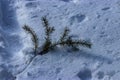 Pine tree branch fallen into deep snow Royalty Free Stock Photo