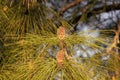 Pine tree branch with female pinecones and evergreen needles natural background