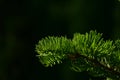 Pine tree branch of fir needles isolated at black background Royalty Free Stock Photo