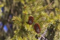 Pine tree branch with fresh cones Royalty Free Stock Photo