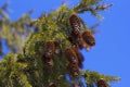 Pine tree branch with fresh cones Royalty Free Stock Photo