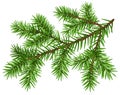 Pine tree branch. Green fluffy pine branch Royalty Free Stock Photo
