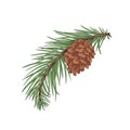 Pine tree branch with green needles and cone. Fresh coniferous evergreen twig with pinecone. Vintage botanical drawing
