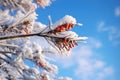 pine tree branch heavy with snow against a clear blue sky