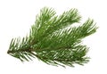 Pine tree branch isolated on white background without shadow Royalty Free Stock Photo