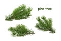 pine tree branch isolated on white background without shadow Royalty Free Stock Photo