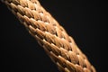 Pine Tree Branch Macro Photo